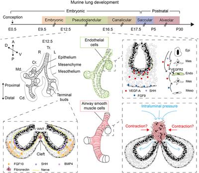 The Lung Vasculature: A Driver or Passenger in Lung Branching Morphogenesis?